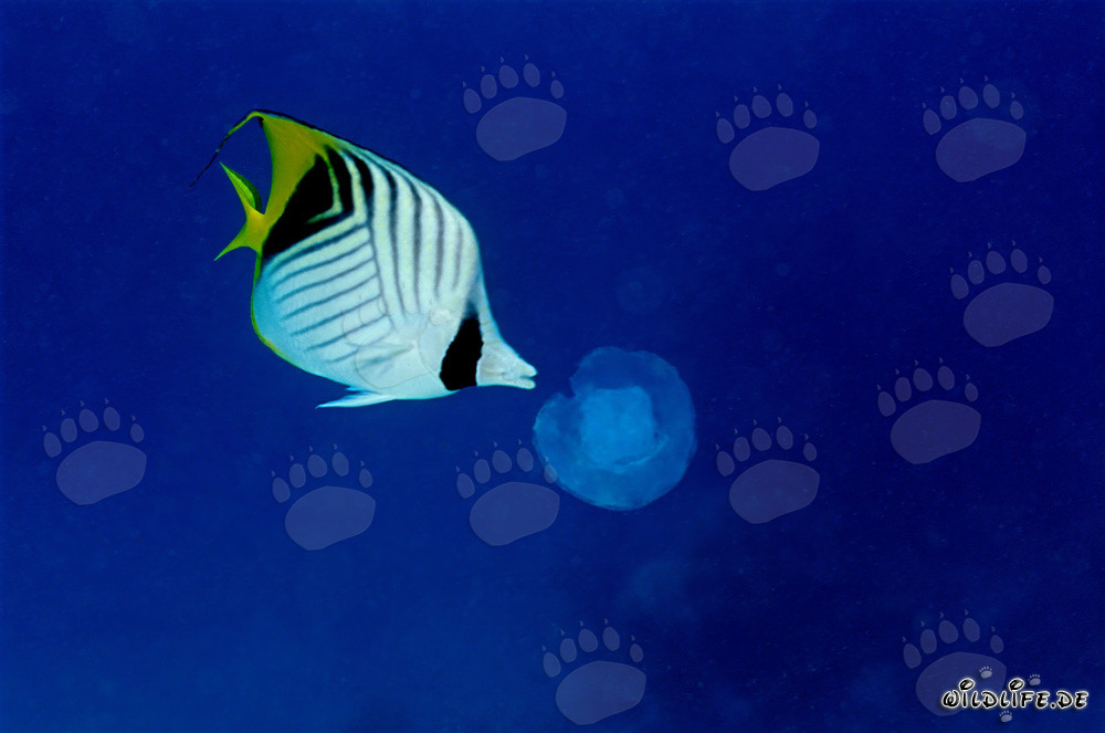 Poisson-papillon à drapeau observant curieusement une méduse lumineuse dans la mer Rouge