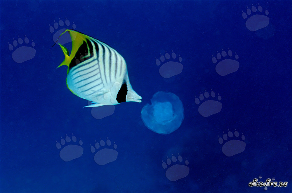 Threadfin butterflyfish curiously observing a glowing jellyfish in the Red Sea