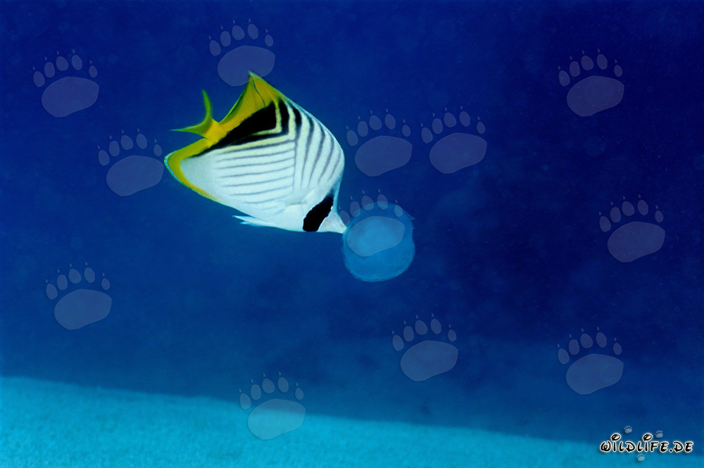 Poisson-papillon à voiles: Un habitant marin coloré en action