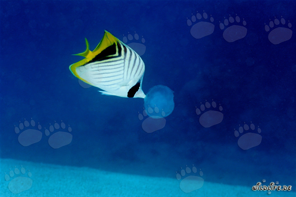 Threadfin Butterflyfish: A Colorful Marine Creature in Action