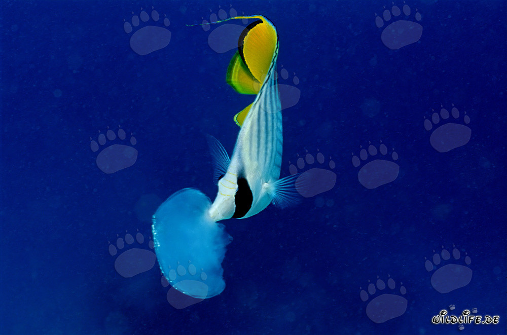Falterfisch
