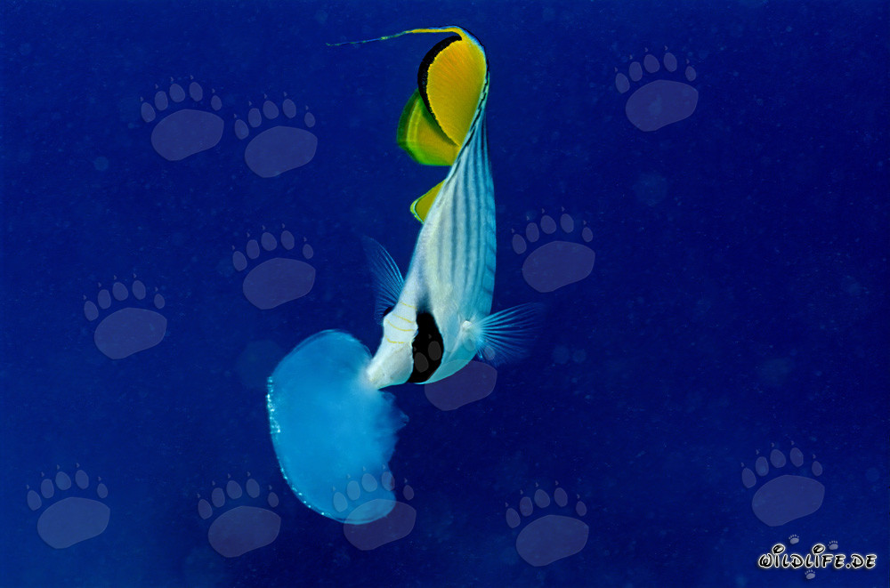 Il pesce farfalla a strisce prende un pezzo dalla medusa