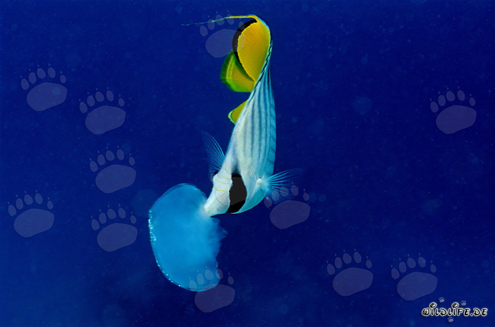 Le poisson-papillon à queue de voile prend un morceau de la méduse