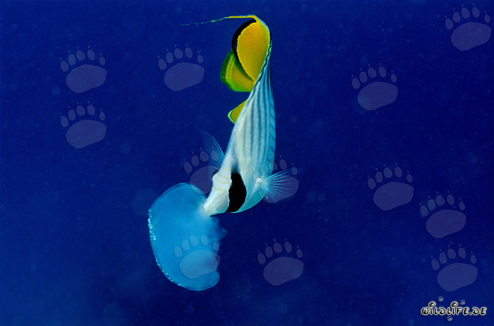Threadfin butterflyfish (Chaetodon auriga)