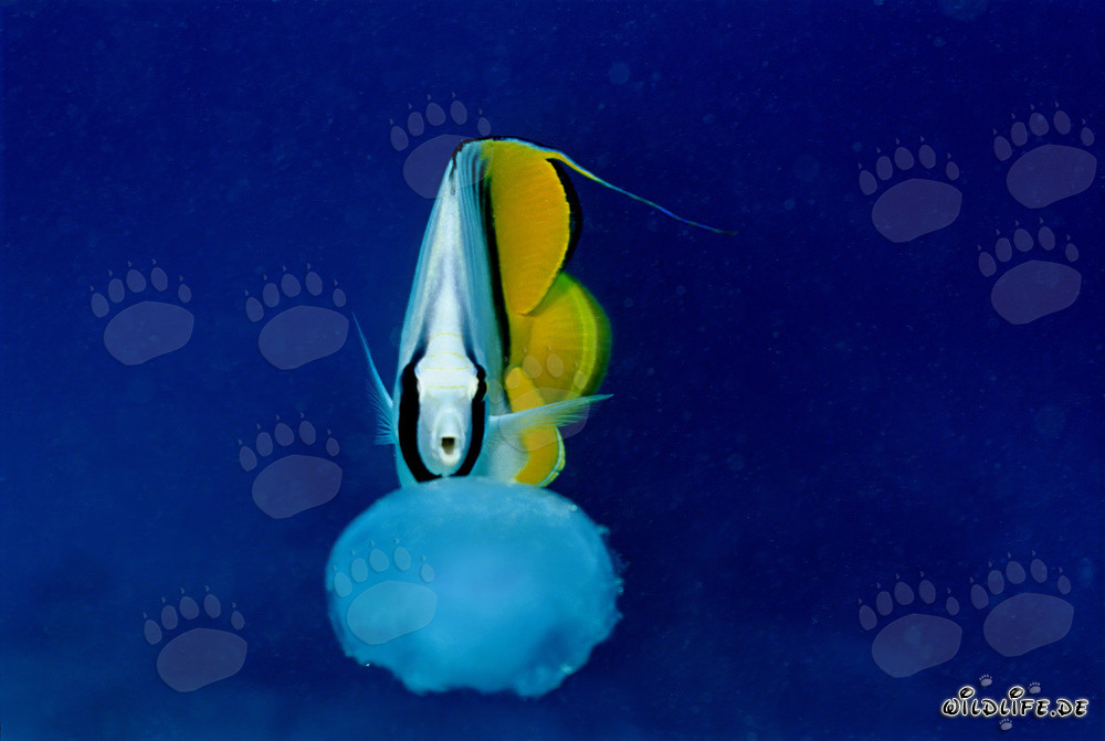 Falterfisch