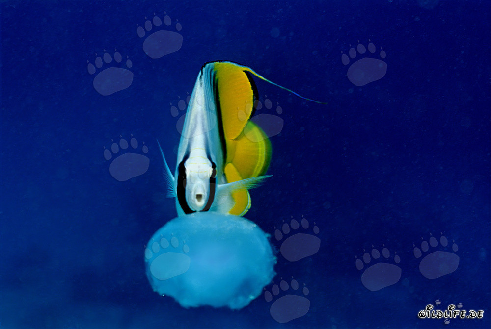 Pez mariposa de bandera persigue a la medusa