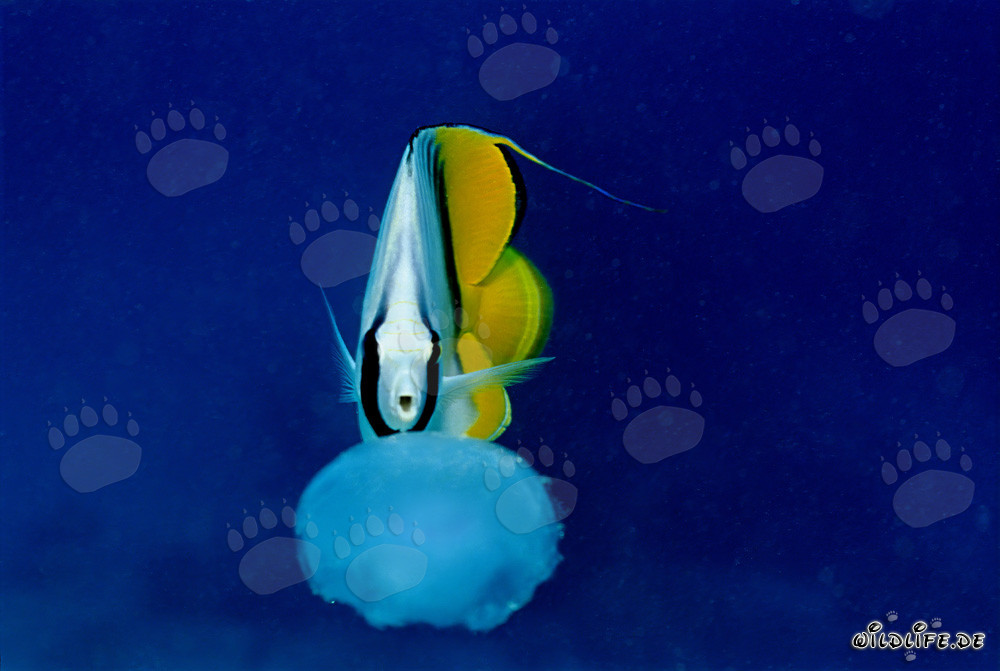 Poisson-papillon à drapeau chasse la méduse