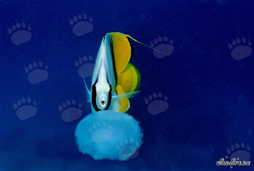 Threadfin Butterflyfish Hunting Jellyfish