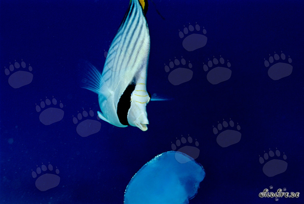 Falterfisch