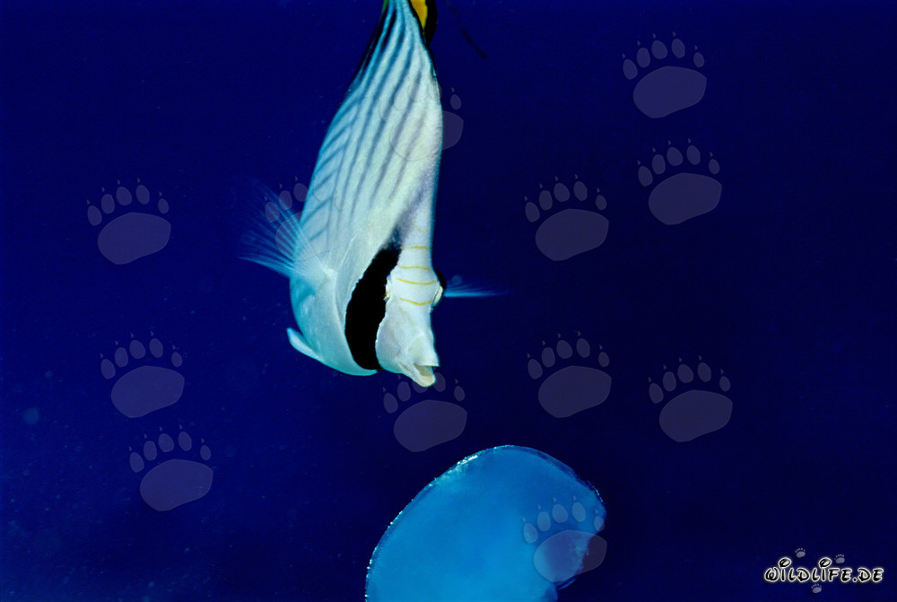 Poisson-papillon à drapeau observe curieusement une méduse