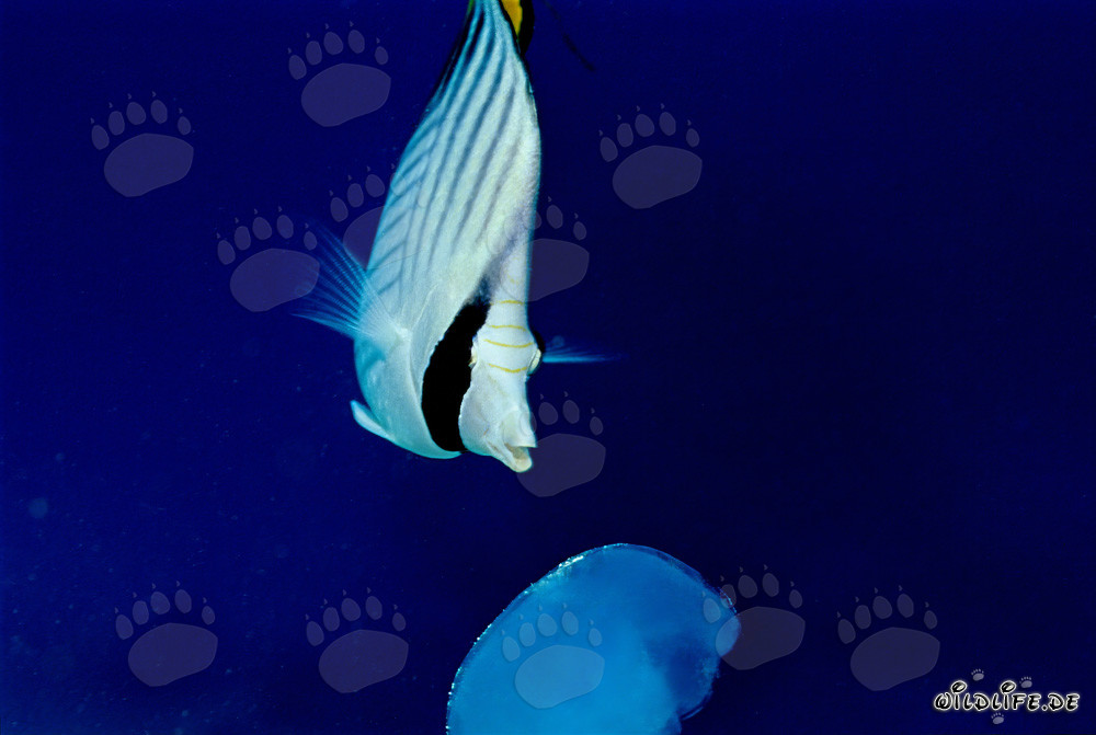 Threadfin butterflyfish curiously observing a jellyfish