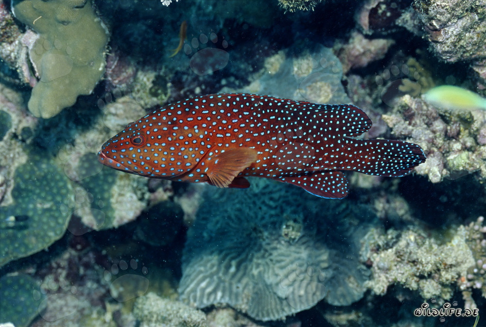 Fascinante cernia gioiello nella barriera corallina