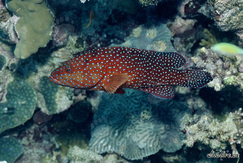 Fascinating Jewel Grouper in the Coral Reef