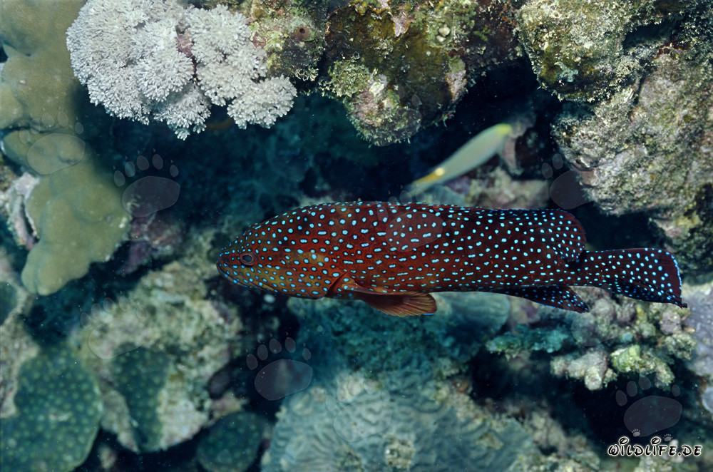 Cernia gioiello (Cephalopholis miniata)