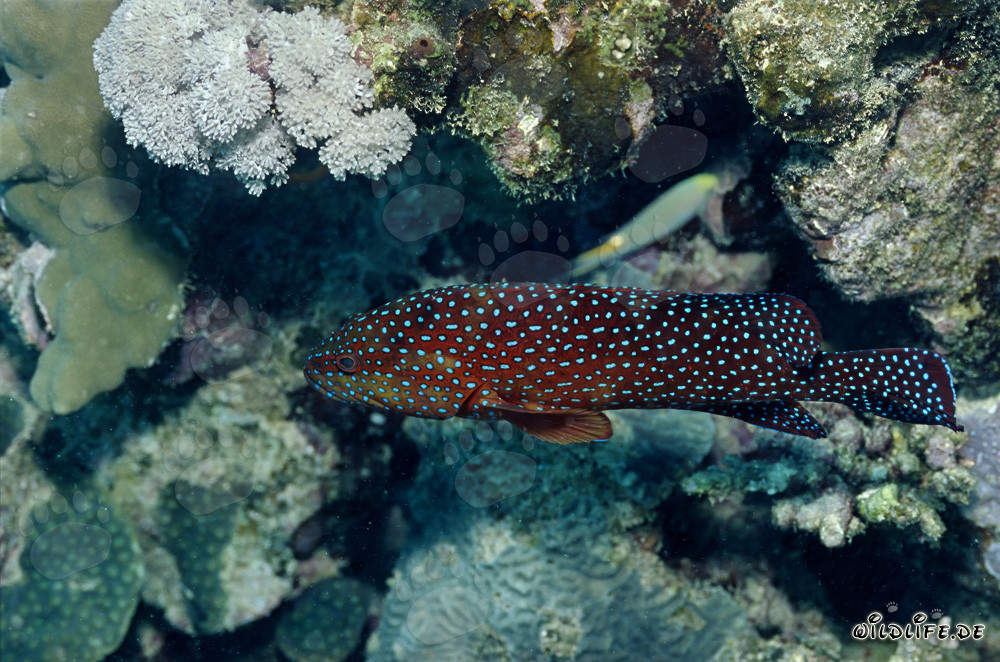 Juwelen-Zackenbarsch (Cephalopholis miniata)