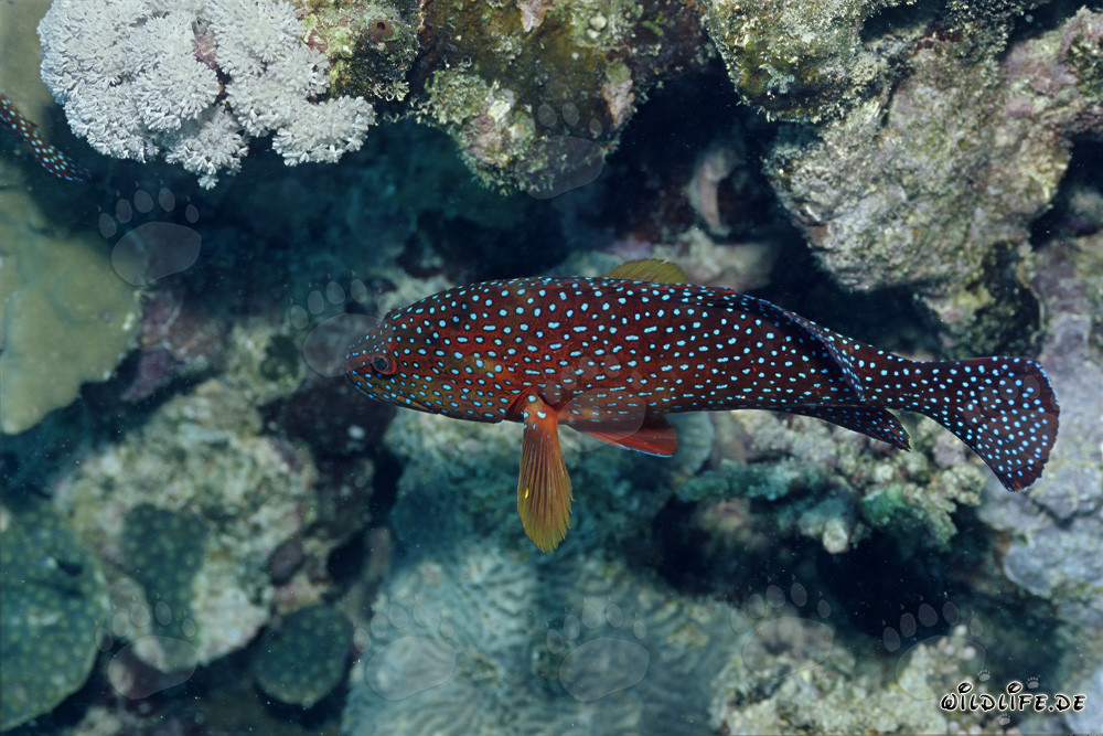 Magnifico cernia gioiello (Cephalopholis miniata) nel Mar Rosso