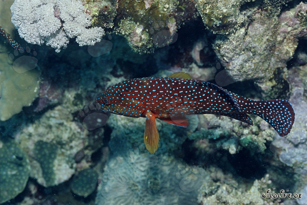 Magnificent Jewel Grouper (Cephalopholis miniata) in the Red Sea