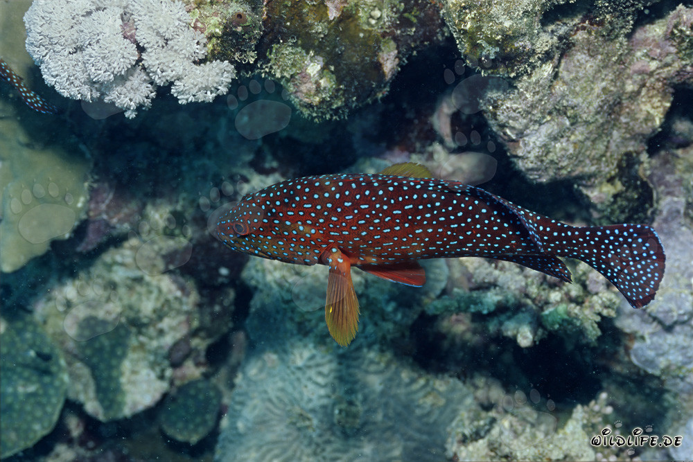 Magnifique mérou bijou (Cephalopholis miniata) en mer Rouge