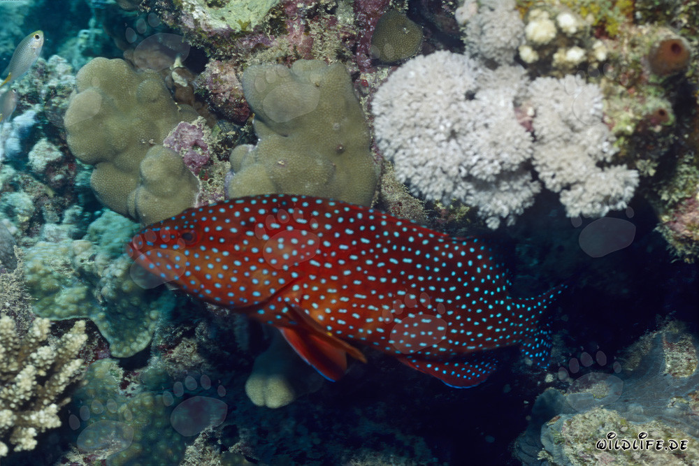 Baudroie juvénile colorée (Cephalopholis miniata) dans le récif corallien