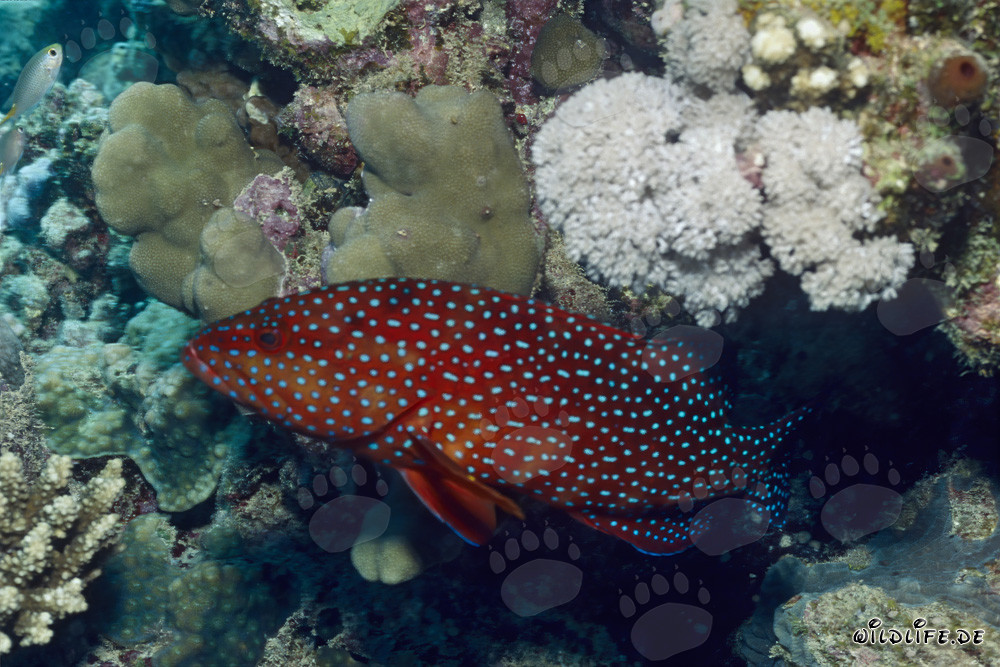 Cernia giovanile colorata (Cephalopholis miniata) nella barriera corallina