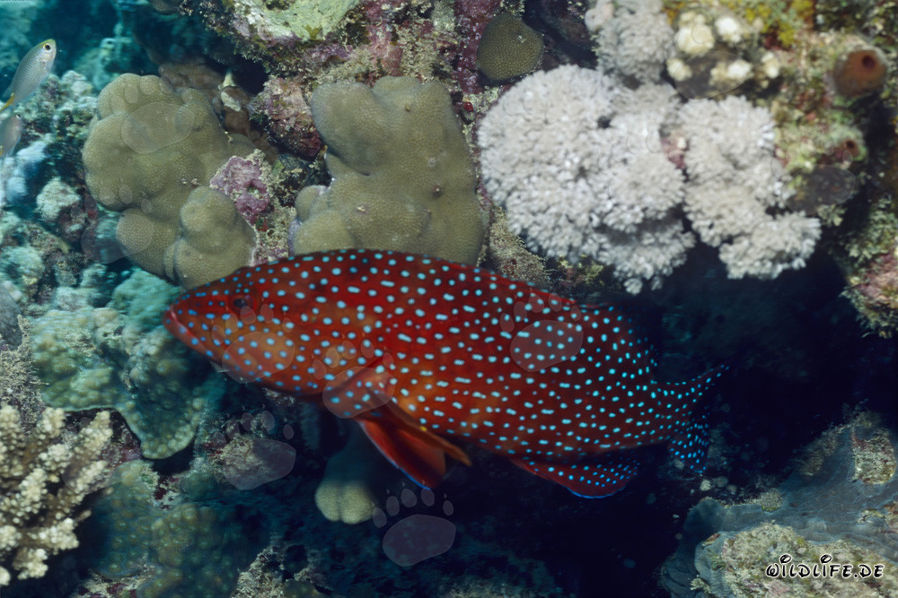 Merou juvenil colorido (Cephalopholis miniata) en el arrecife de coral
