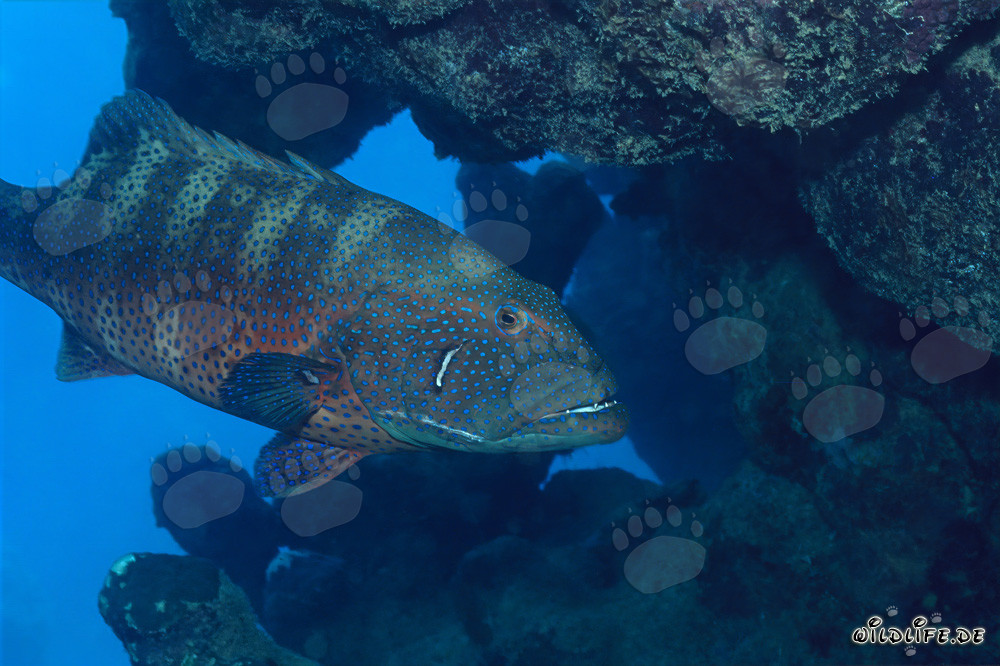 Bar rouge fascinant de la mer Rouge (Plectropomus p. marisrubri) nageant parmi les coraux