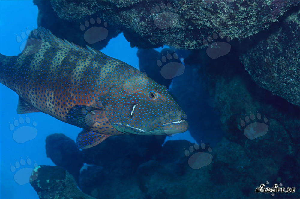 Affascinante cernia del Mar Rosso (Plectropomus p. marisrubri) che nuota tra i coralli