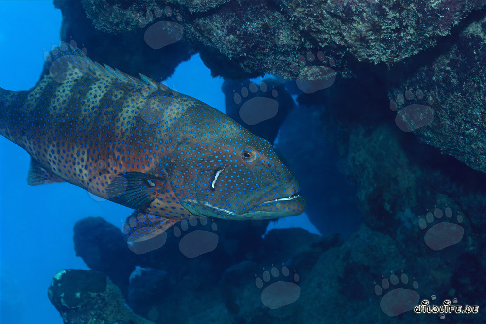 Fascinante mero de la mar Roja (Plectropomus p. marisrubri) nadando entre los corales