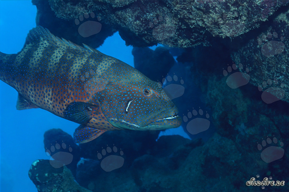 Fascinating Red Sea coralcod (Plectropomus p. marisrubri) swimming under coral