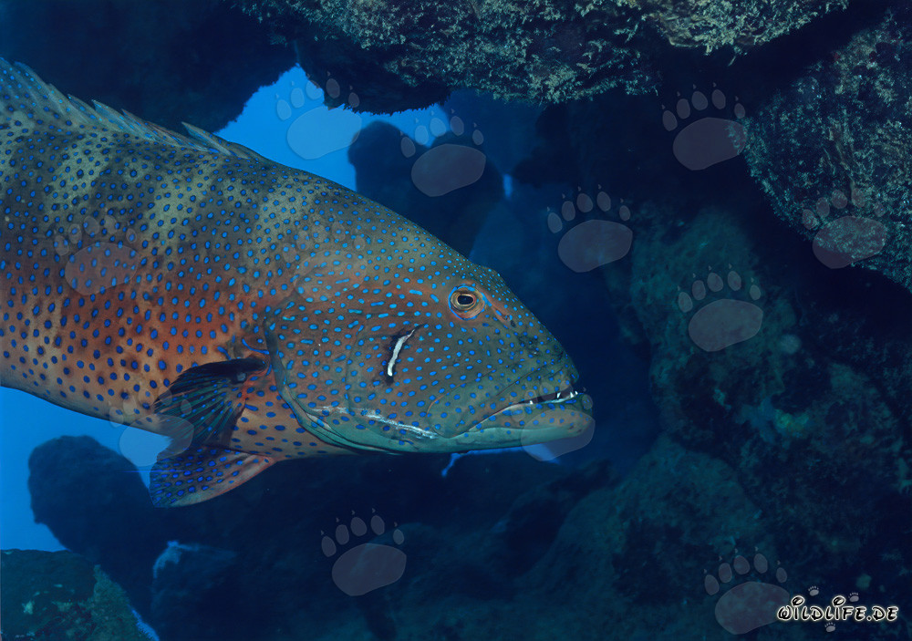 Cernia corallina del Mar Rosso (Plectropomus p. marisrubri) nelle acque cristalline di fronte a Ras Mohammad