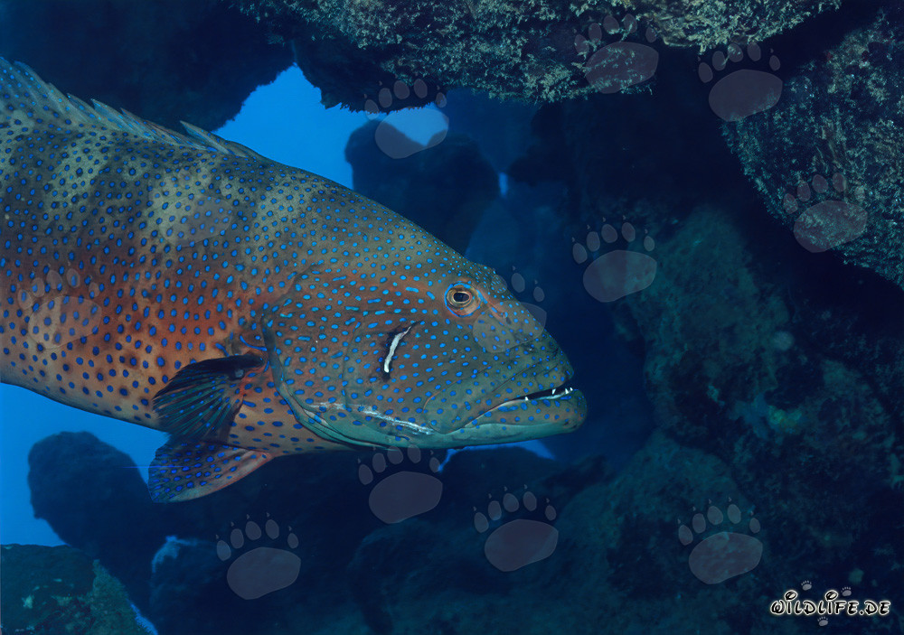 Corail rouge-bar (Plectropomus p. marisrubri) dans l'eau cristalline devant Ras Mohammad