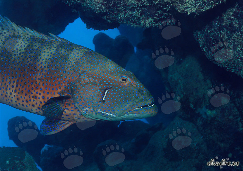 Pargo coralino del Mar Rojo (Plectropomus p. marisrubri) en aguas cristalinas frente a Ras Mohammad