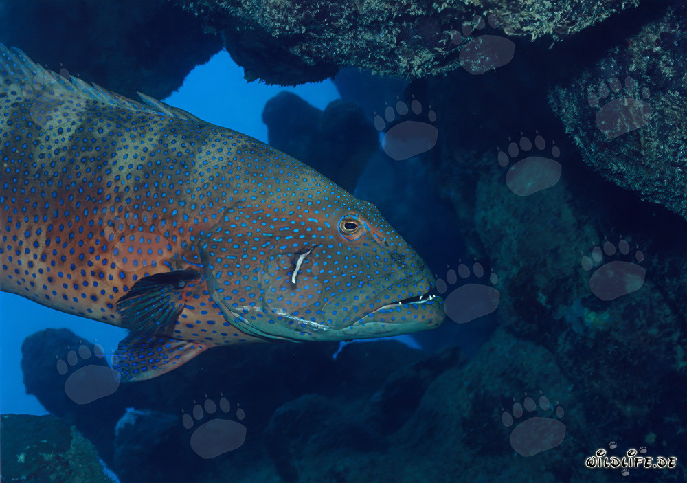 Red Sea coralcod (Plectropomus p. marisrubri) in the crystal-clear waters off Ras Mohammad