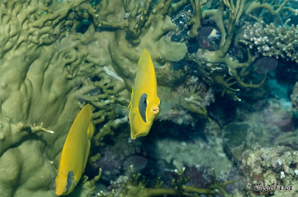 Masked butterflyfish in front of fire corals in the Red Sea