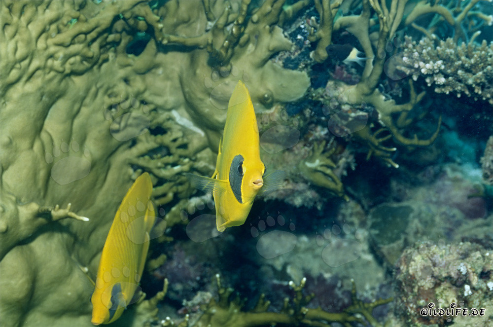 Falterfisch