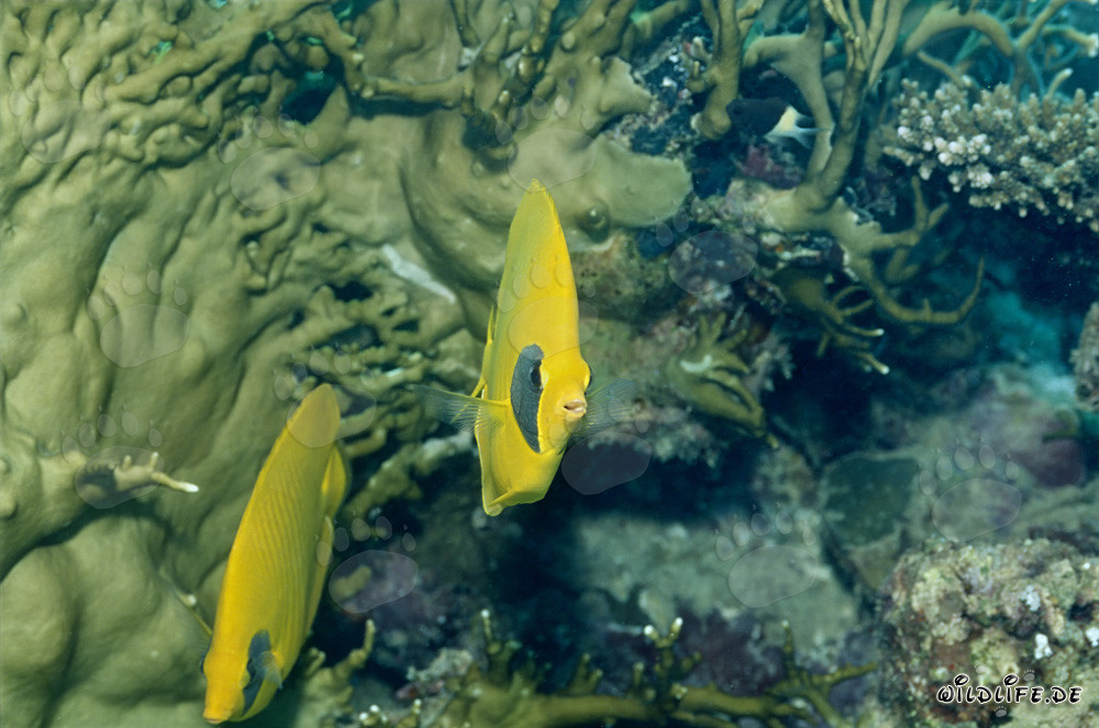 Pesci farfalla mascherati davanti ai coralli di fuoco nel Mar Rosso