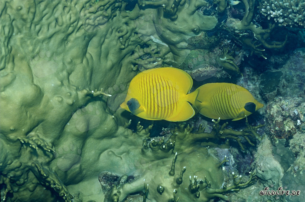 Masked Butterflyfish in the Red Sea - Discover Exotic Marine Creatures