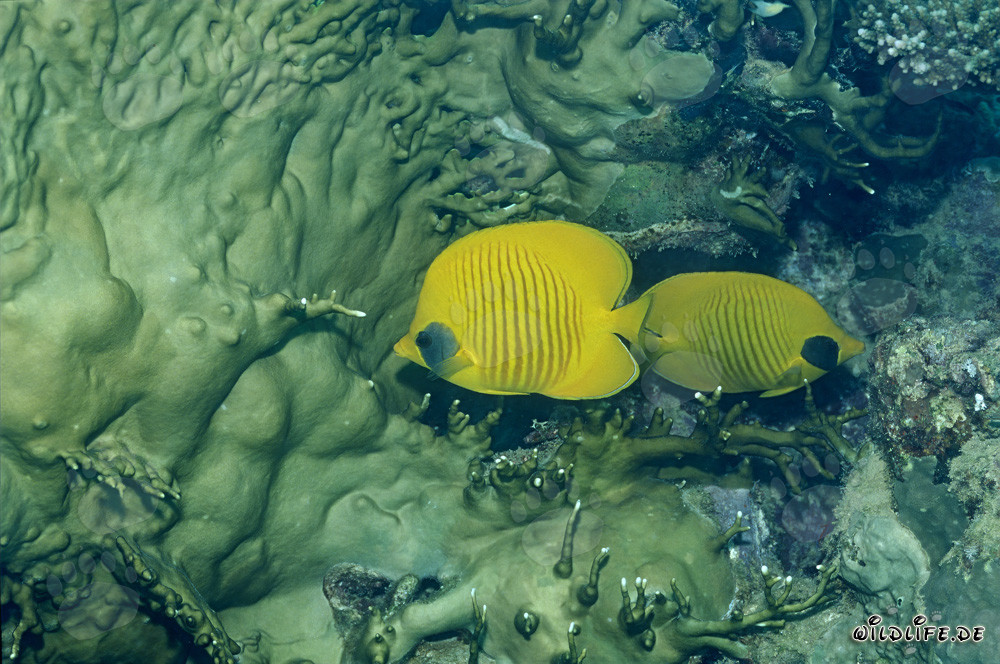 Falterfisch