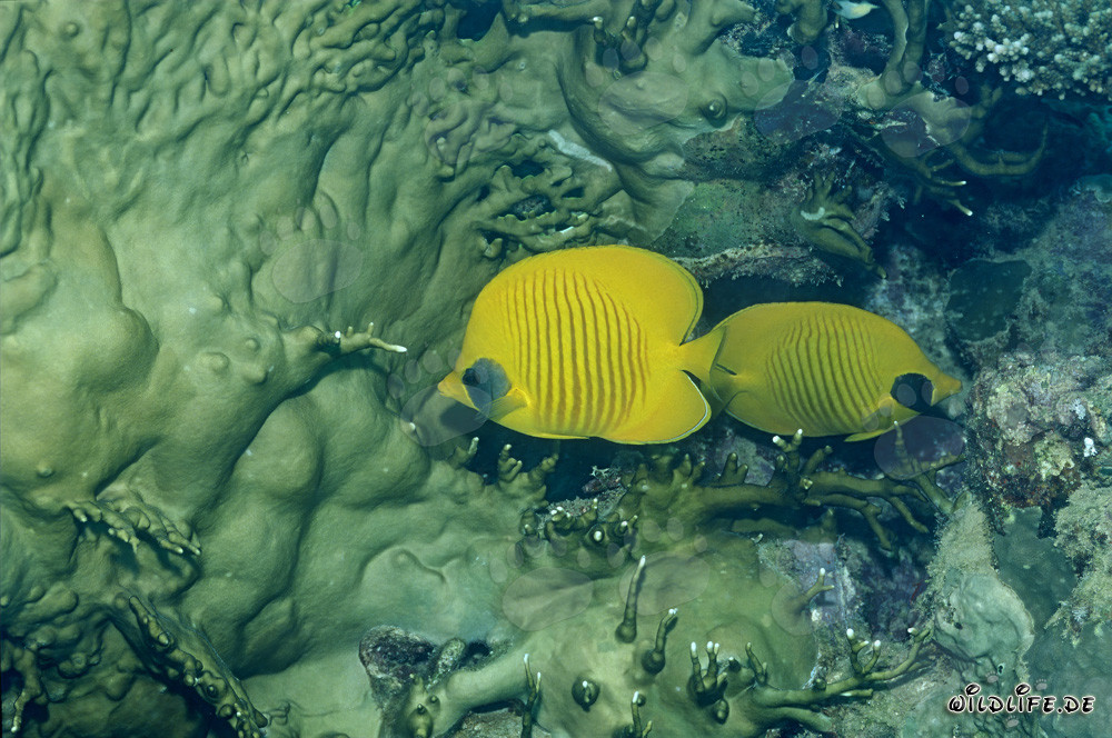 Peces mariposa enmascarados en el Mar Rojo - Descubriendo a los habitantes marinos exóticos