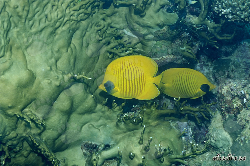 Poissons-papillons masqués en mer Rouge - Découverte des habitants marins exotiques