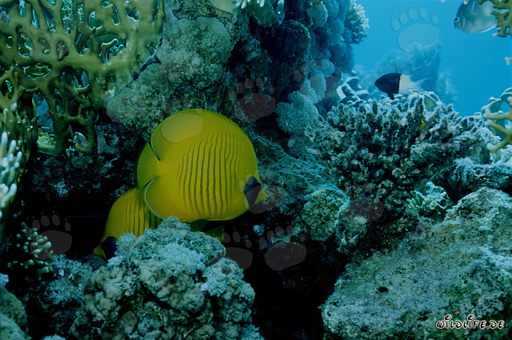 Masked butterflyfish in the Red Sea (Chaetodon semilaryatus)