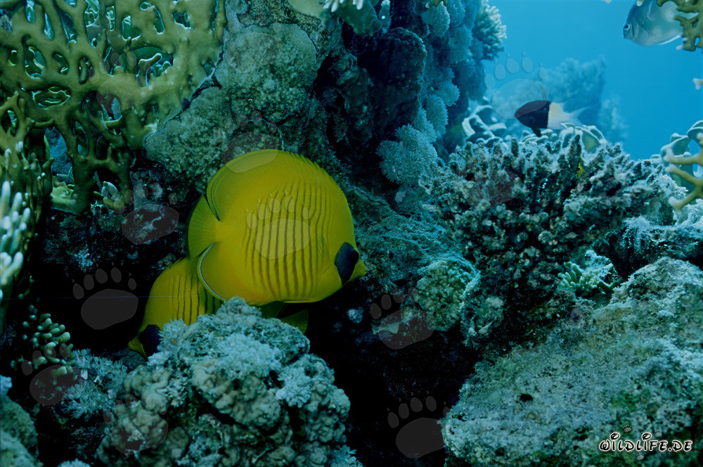 Pesci farfalla mascherati nel Mar Rosso (Chaetodon semilaryatus)