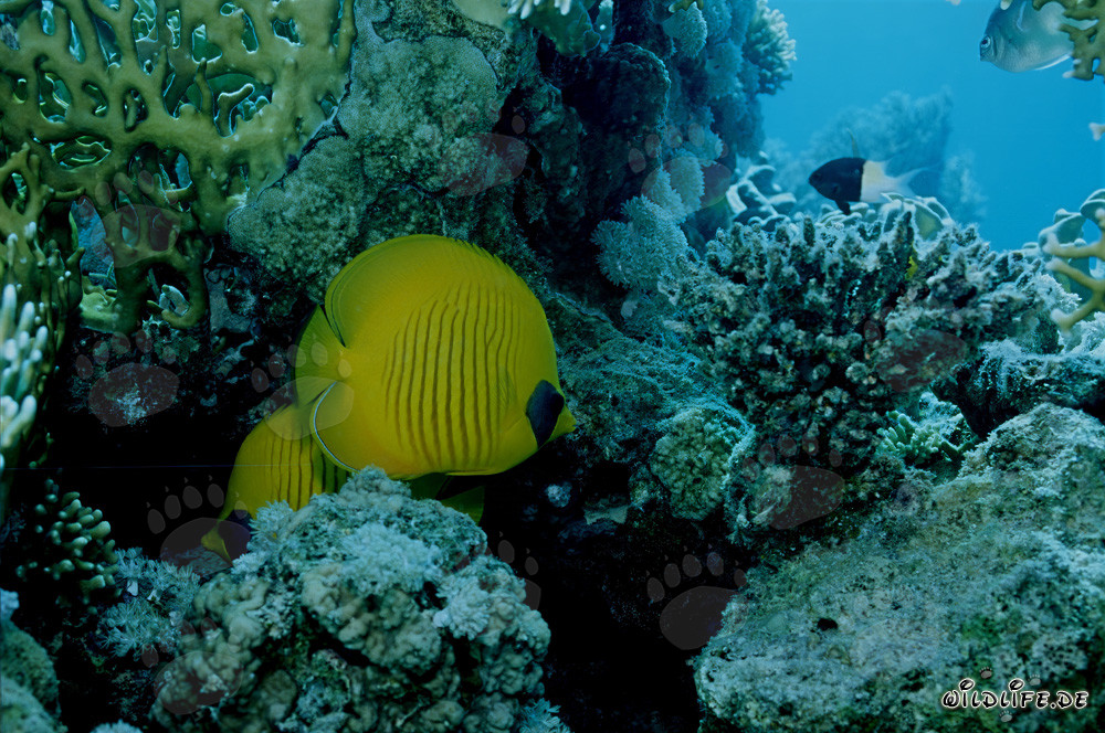 Poissons-papillons masqués dans la mer Rouge (Chaetodon semilaryatus)