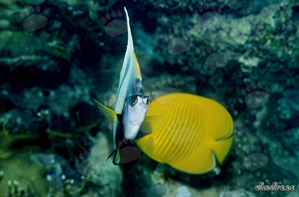 Fascinante pez bandera del Mar Rojo y pez mariposa máscara en el arrecife de coral