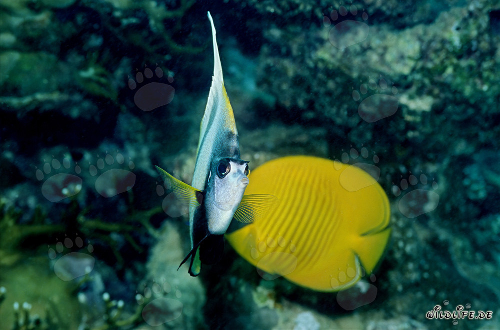 Fascinating Red Sea Bannerfish and Masked Butterflyfish in the Coral Reef