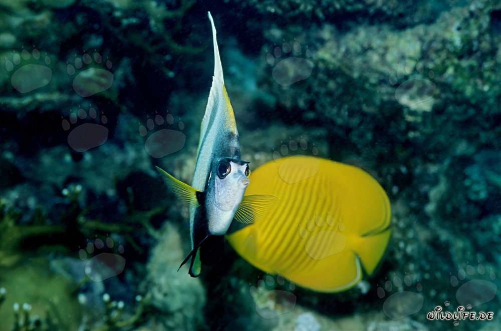 Falterfisch