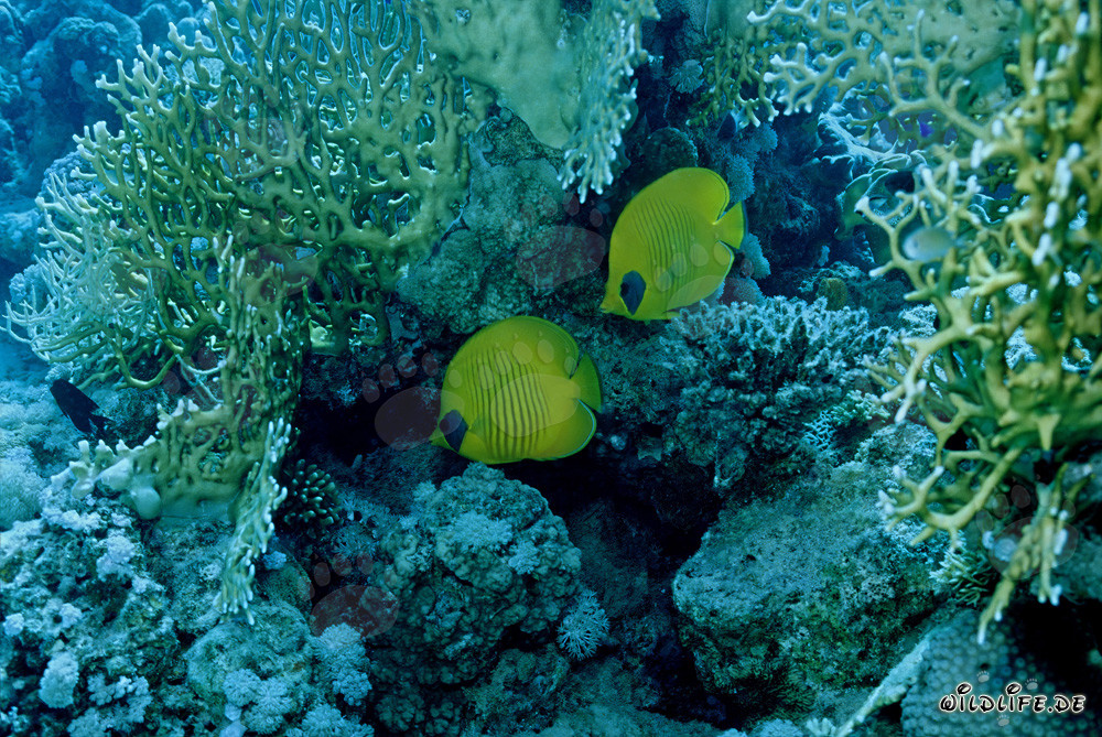 Masked butterflyfish in the Red Sea (Chaetodon semilaryatus)
