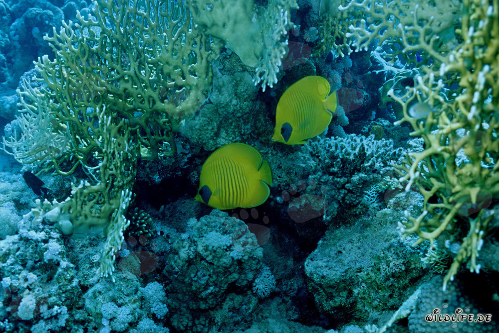 Falterfisch