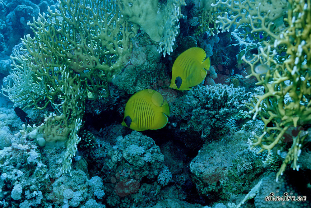 Peces mariposa mascarados en el Mar Rojo (Chaetodon semilaryatus)