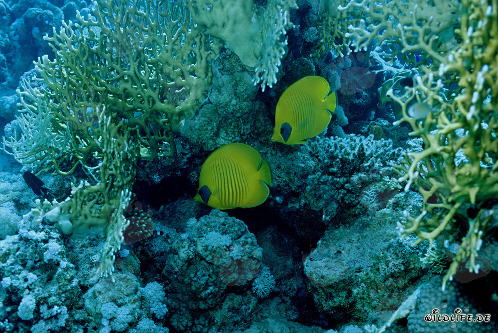 Pesci farfalla mascherati nel Mar Rosso (Chaetodon semilaryatus)